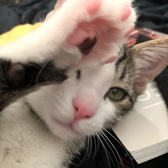 Meet your Posher, Leti - Picture 1 of 1